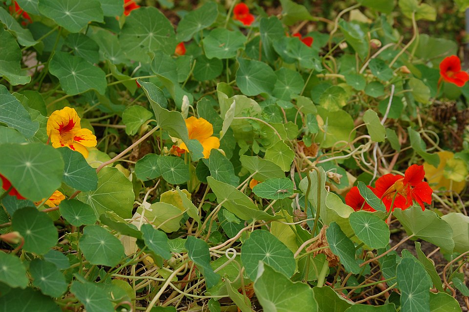 Tropaeolum majus (garden nasturtium)