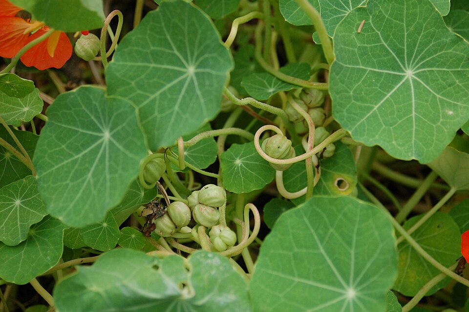 Tropaeolum majus (garden nasturtium)