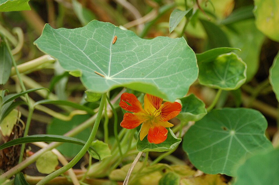 Tropaeolum majus (garden nasturtium)