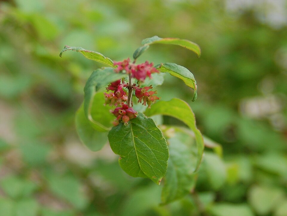 Symphoricarpos orbiculatus (coralberry)