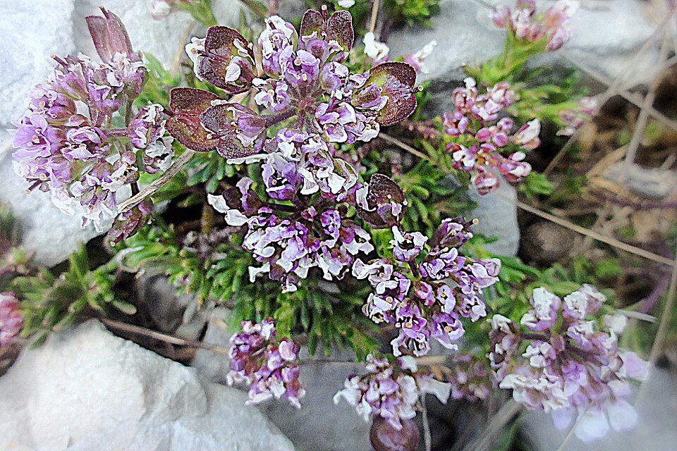 Iberis saxatilis (rock candytuft) (alternate view 9)