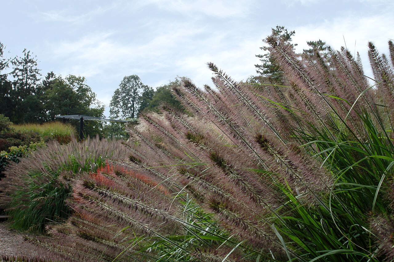 Cenchrus alopecuroides, Fountain grass — clumping deciduous (Poaceae) (image 1 of 10)