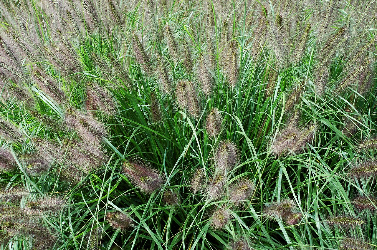 Cenchrus alopecuroides, Fountain grass — clumping deciduous (Poaceae) (image 2 of 10)