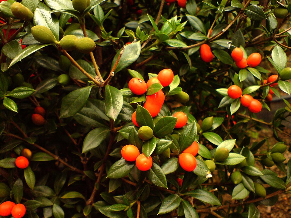 Alyxia ruscifolia (Chain Fruit) (alternate view 7)