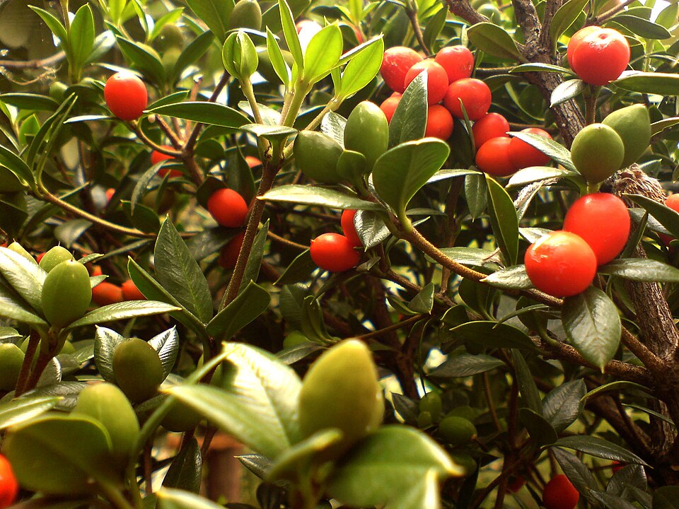 Alyxia ruscifolia (Chain Fruit) (alternate view 8)