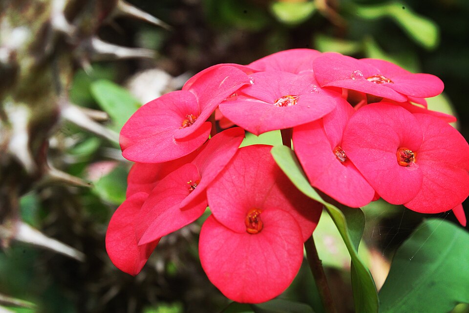 Euphorbia (Spurges) (alternate view 5)