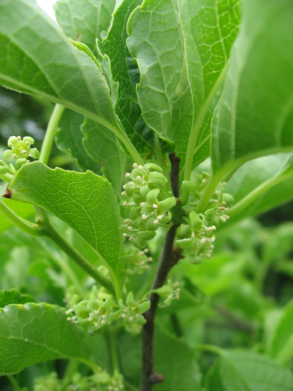 Celastrus orbiculatus (Asian bittersweet)