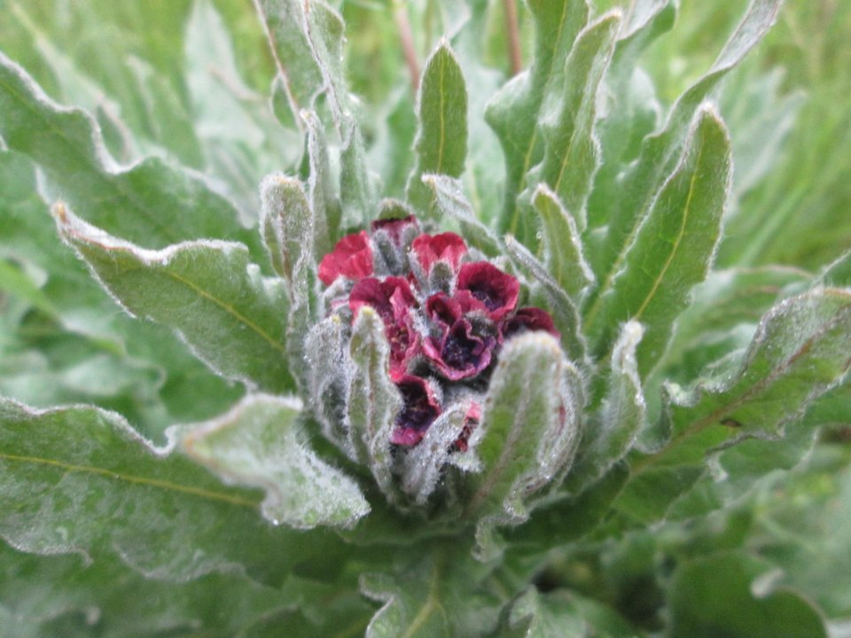 Cynoglossum officinale (hound's-tongue)