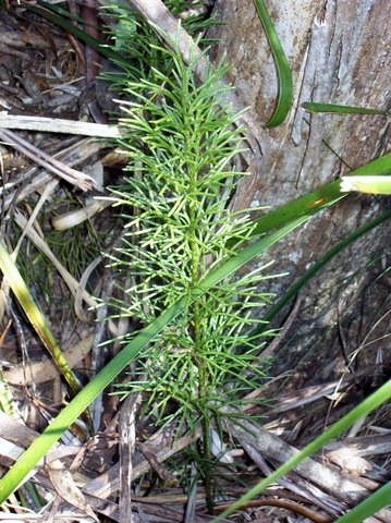 Lycopodium deuterodensum (Bushy Clubmoss)