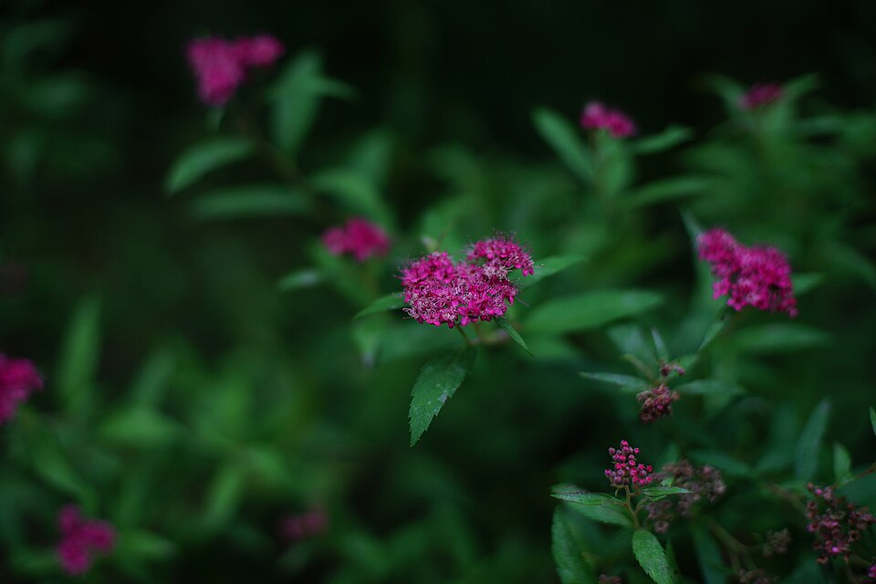 Spiraea (meadowsweets) (alternate view 6)