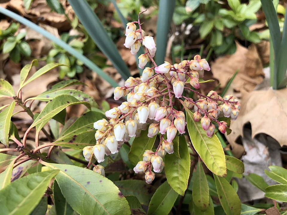 Pieris japonica 'Cavatine' (Cavatine Japanese Pieris) (alternate view 5)