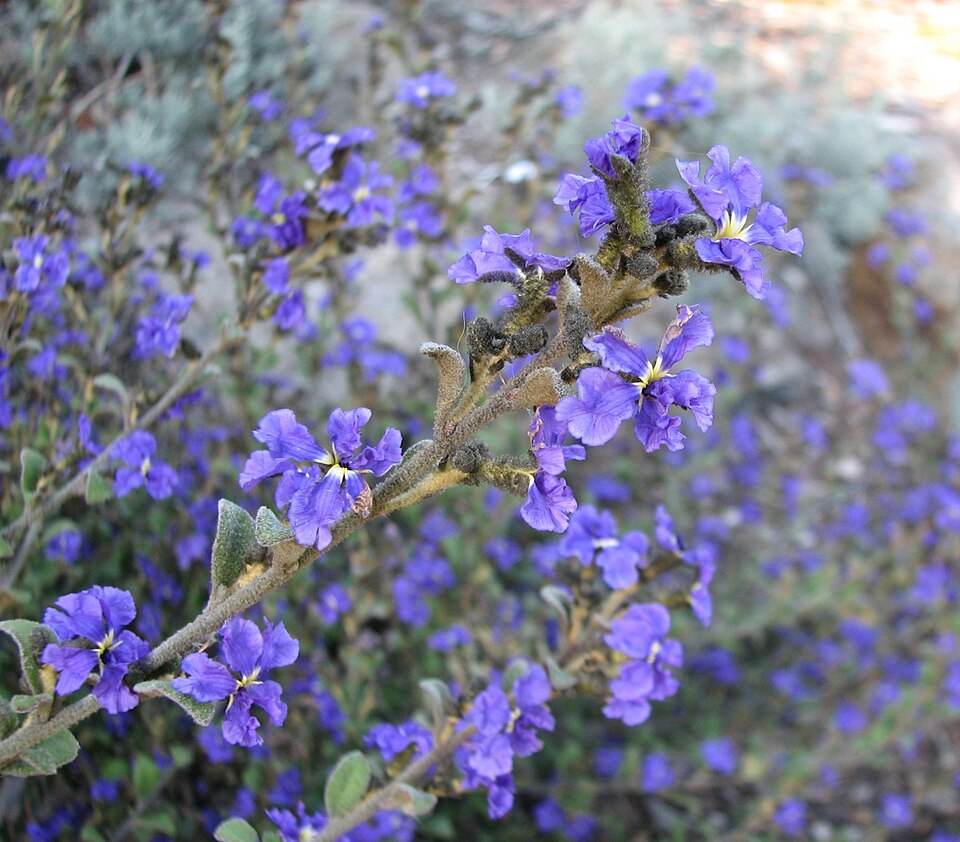 Dampiera purpurea (Purple Dampiera) (alternate view 6)