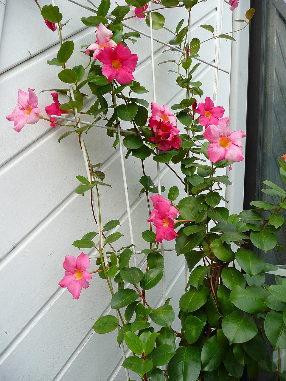 Mandevilla sanderi (Pink Mandevilla) (alternate view 7)