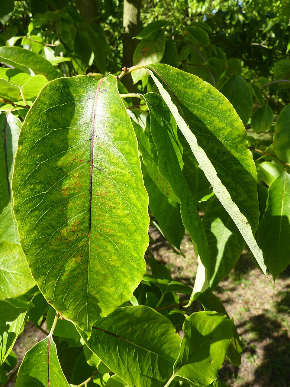 Diospyros virginiana (American Persimmon) (alternate view 5)