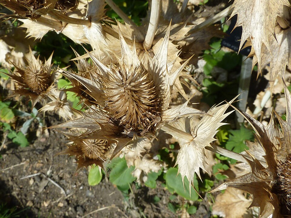 Eryngium giganteum (Miss Wilmott's ghost) (alternate view 11)