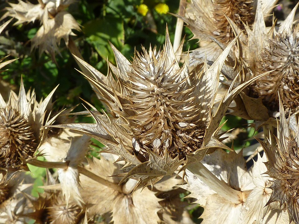 Eryngium giganteum (Miss Wilmott's ghost) (alternate view 12)