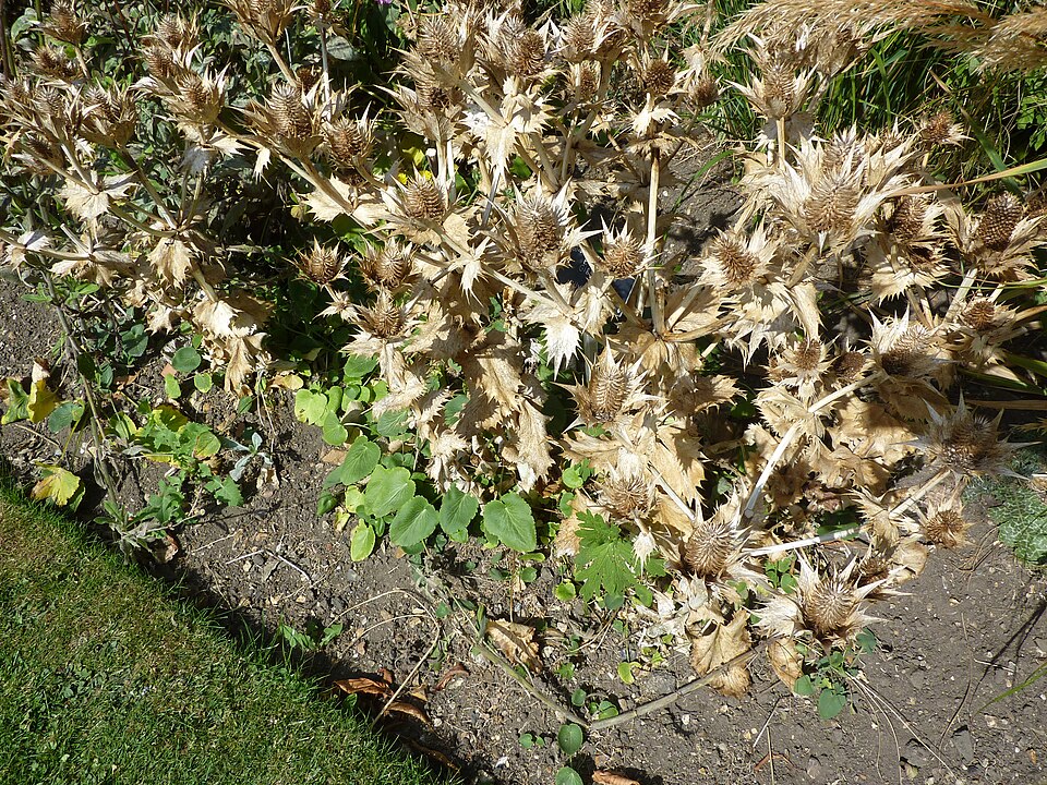 Eryngium giganteum (Miss Wilmott's ghost) (alternate view 13)
