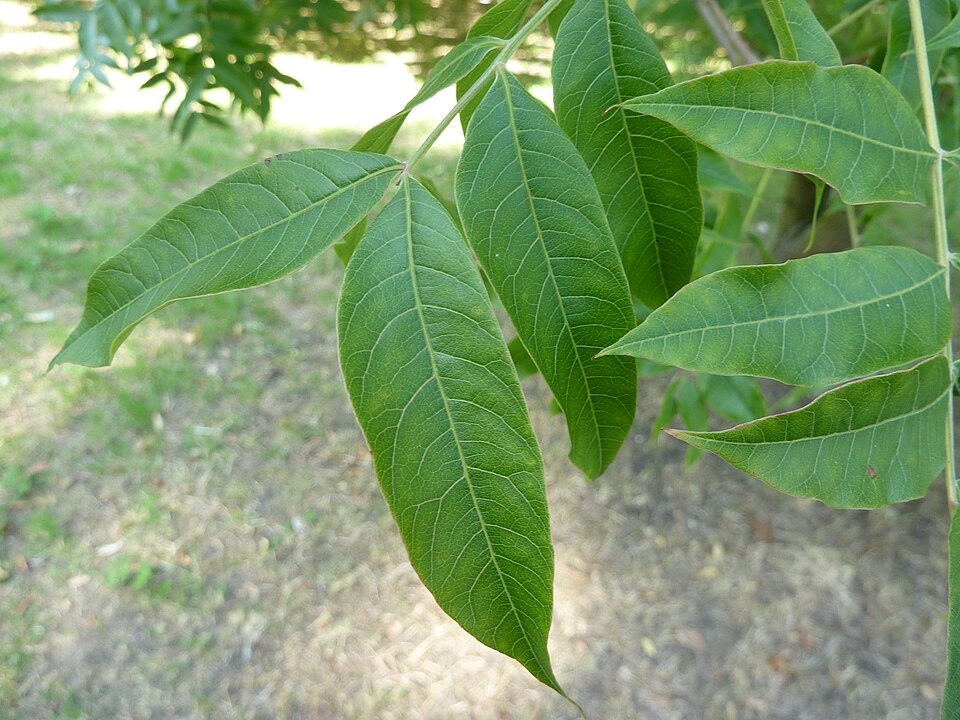 Pistacia chinensis (Chinese pistache) (alternate view 7)
