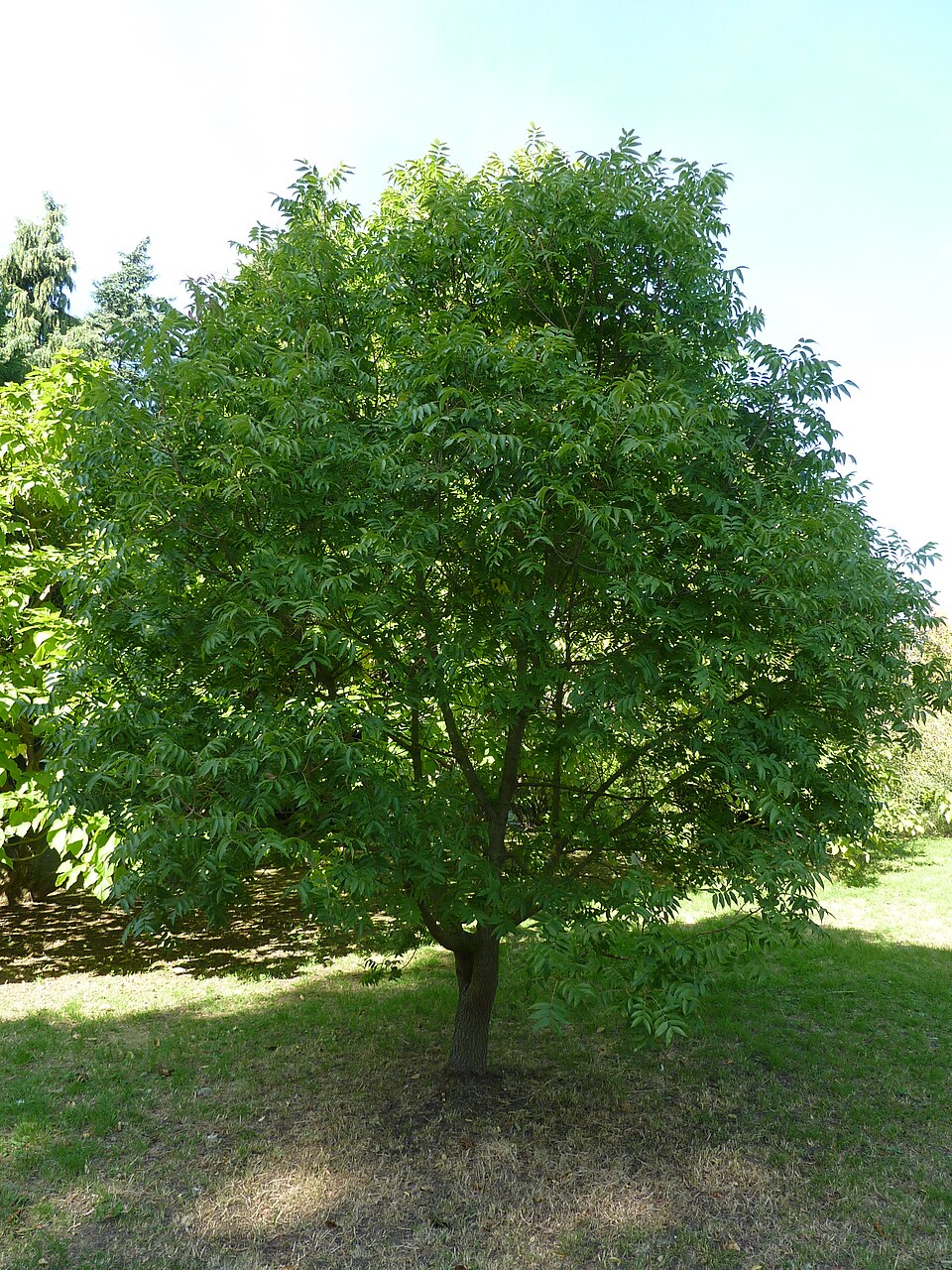 Pistacia chinensis (Chinese pistache) (alternate view 8)