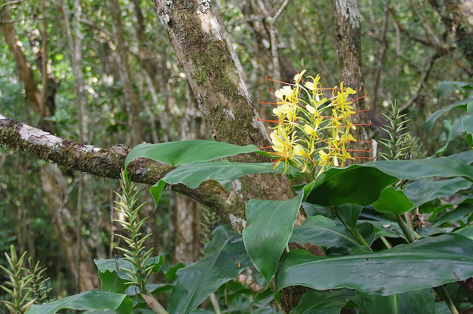 Hedychium (Garland lillies) (alternate view 4)