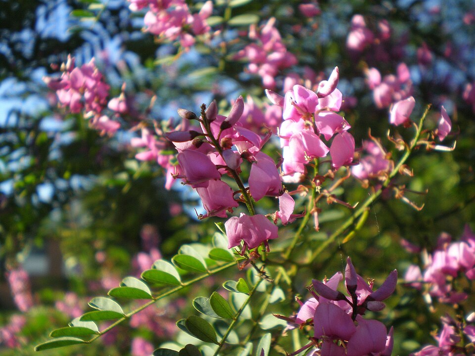 Indigofera australis (Australian Indigo) (alternate view 3)