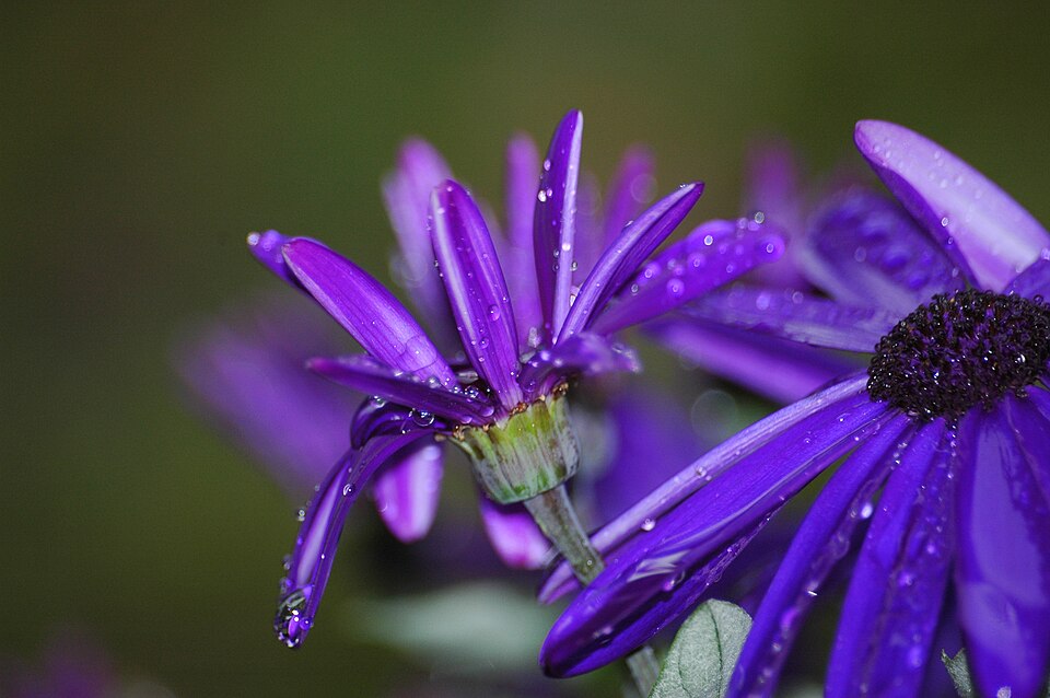 Pericallis × hybrida (Florist's cineraria) (alternate view 10)