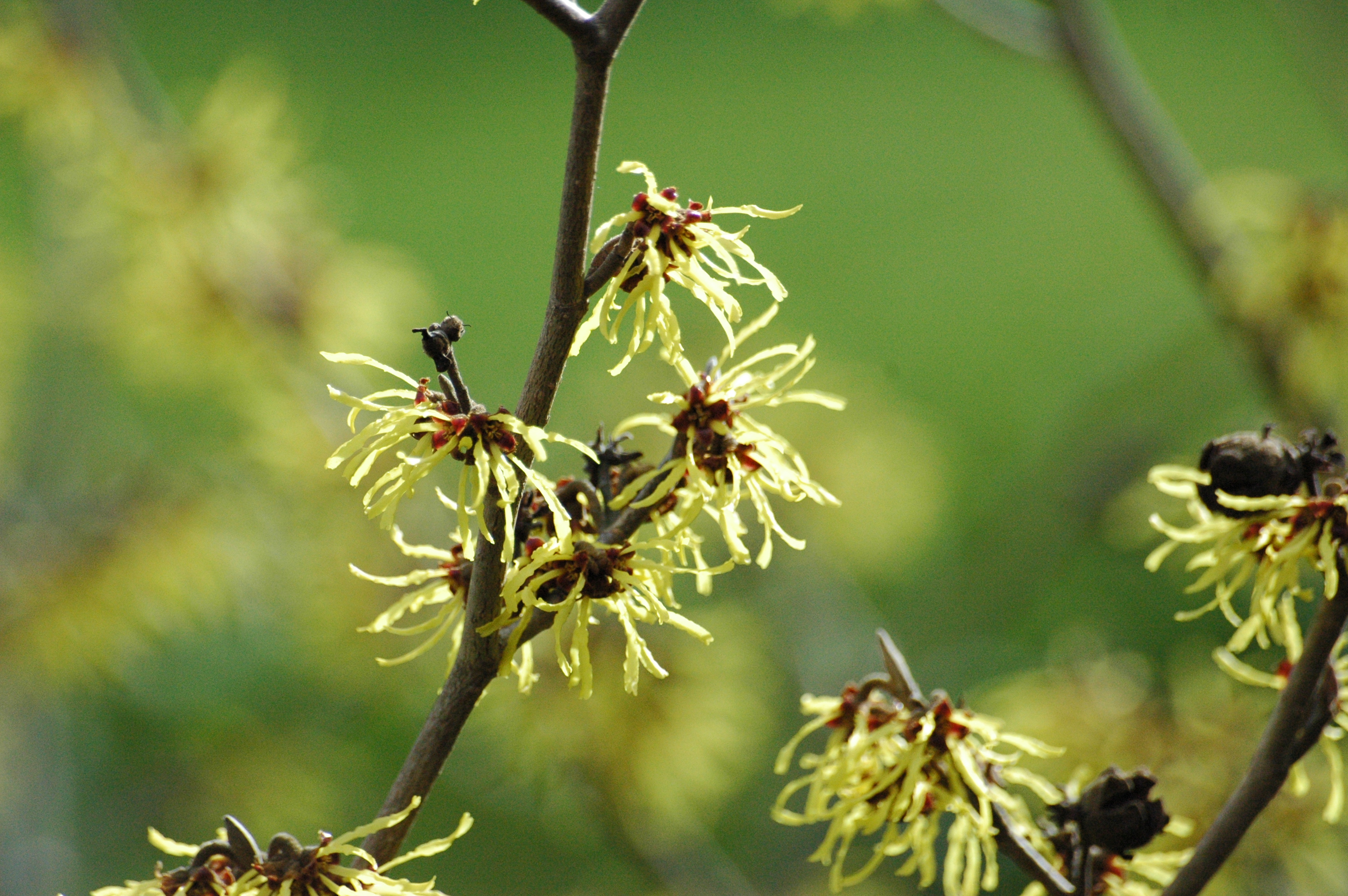 Hamamelis japonica, Japanese witch hazel — spreading deciduous (Hamamelidaceae) (image 1 of 5)