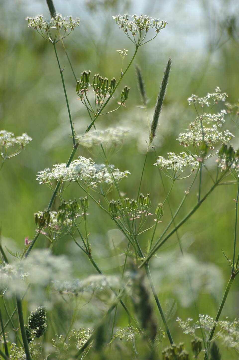 Anthriscus sylvestris (wild chervil)