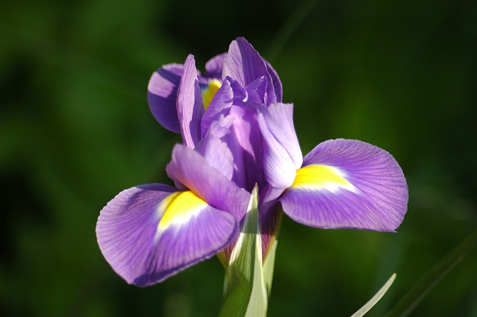 Iris × hollandica (Dutch iris) (alternate view 5)