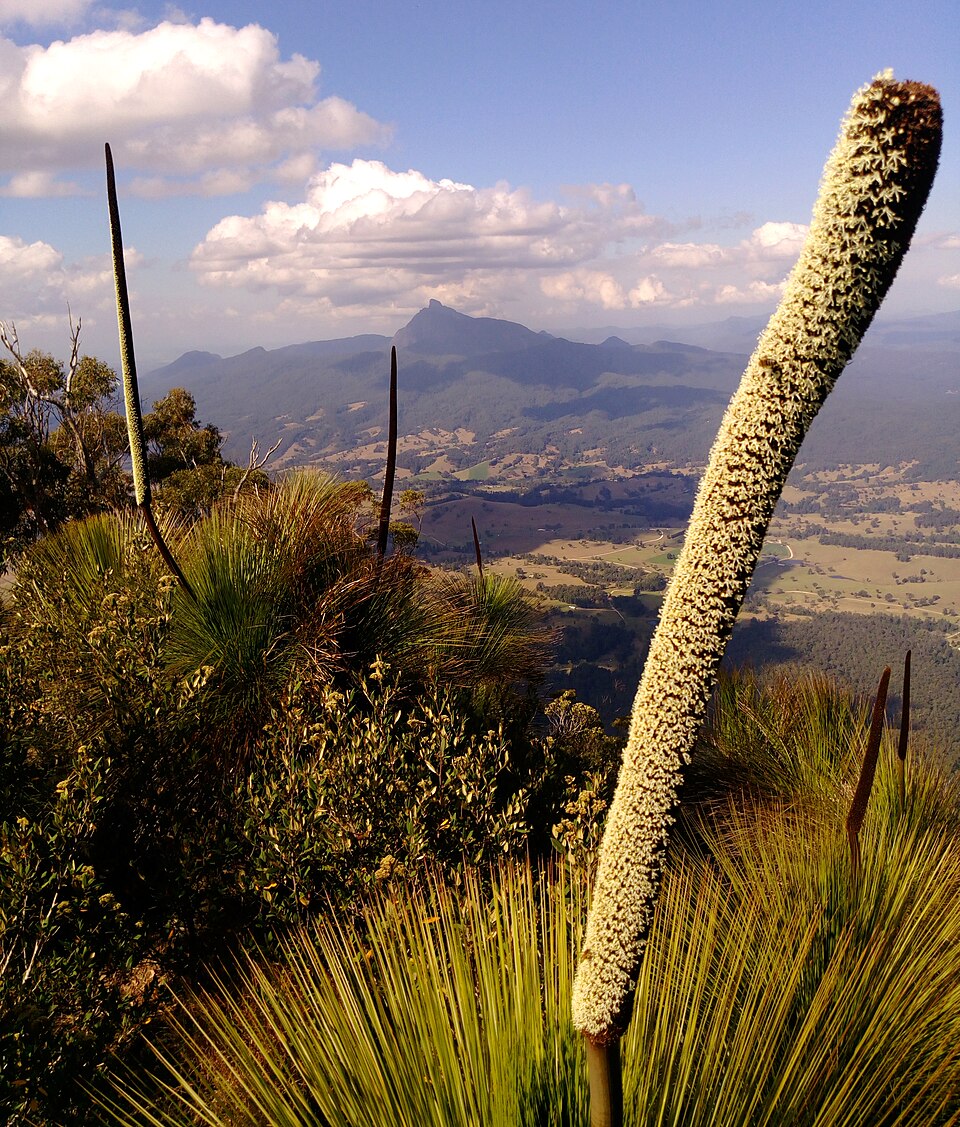 Xanthorrhoea (Grasstrees) (alternate view 3)