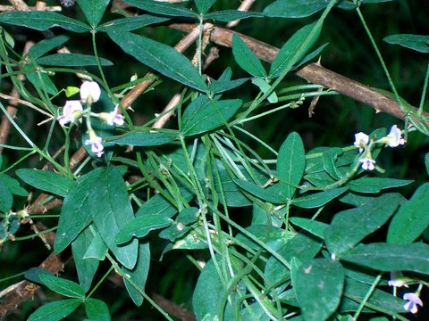 Glycine tabacina (Glycine Pea) (alternate view 6)