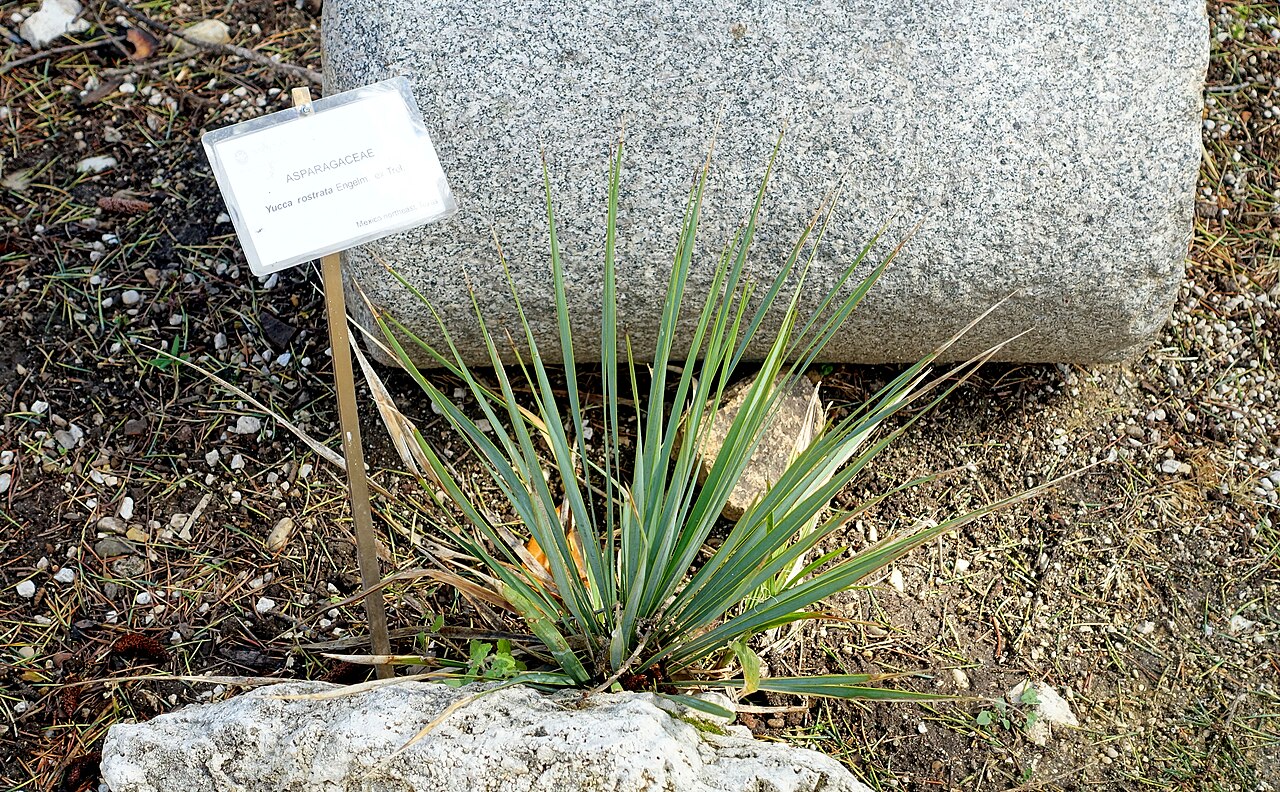 Yucca rostrata, Beaked yucca — upright evergreen (Asparagaceae) (image 8 of 10)