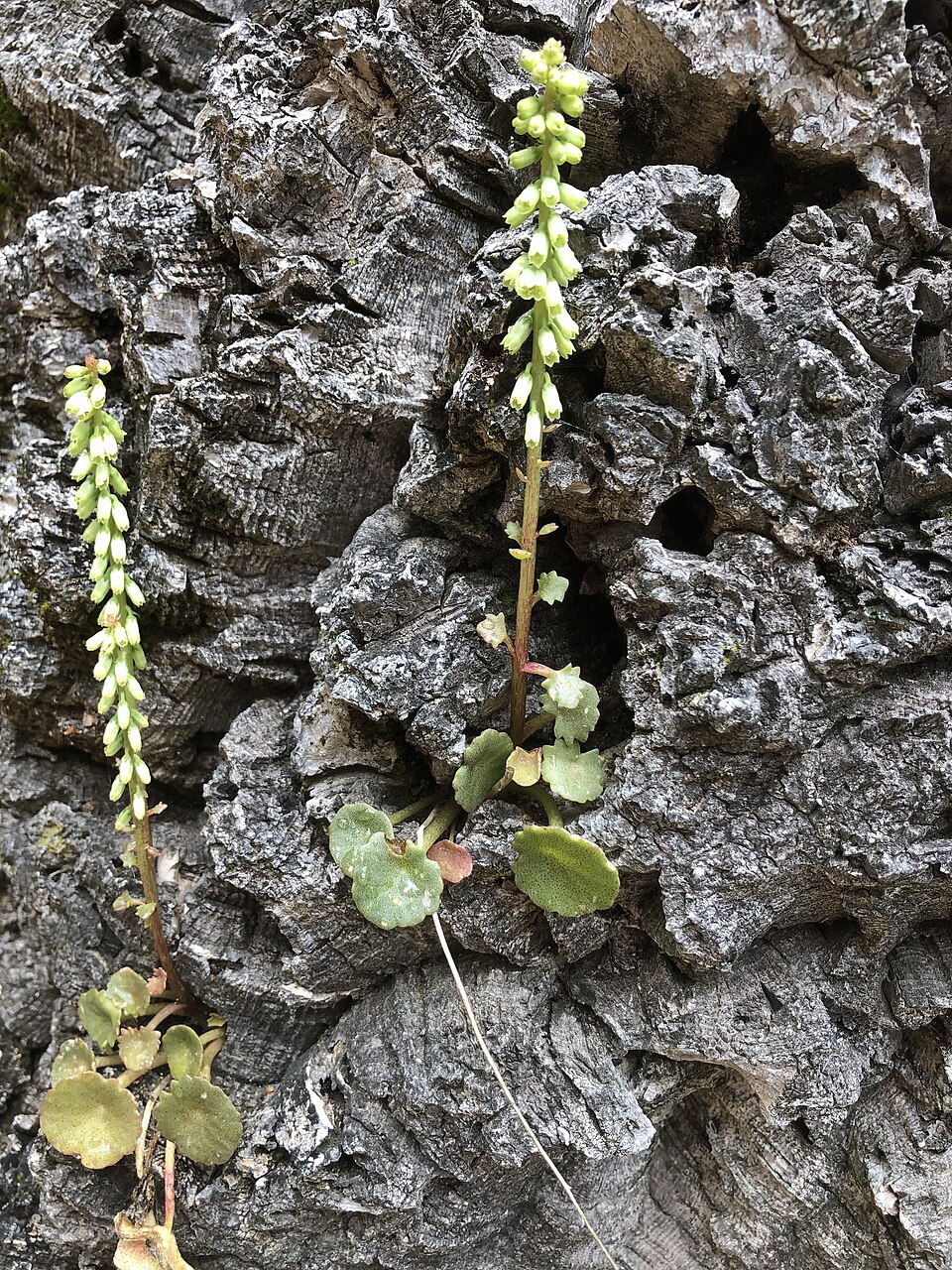 Umbilicus (Navelworts) (alternate view 2)