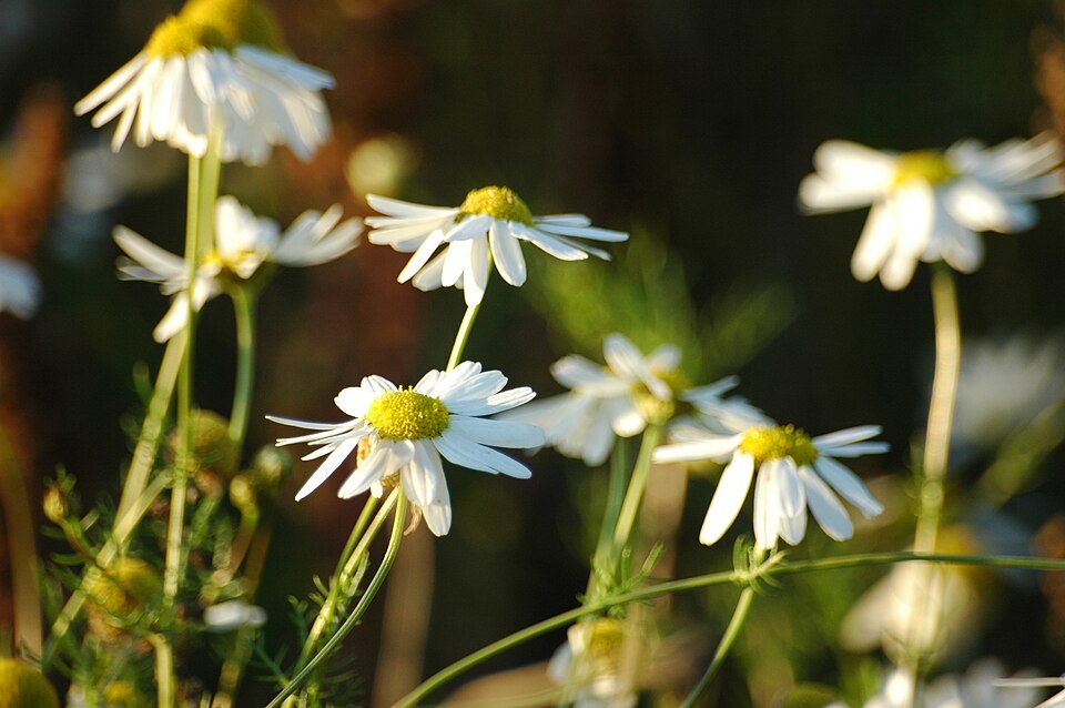 Tripleurospermum inodorum (scentless mayweed)