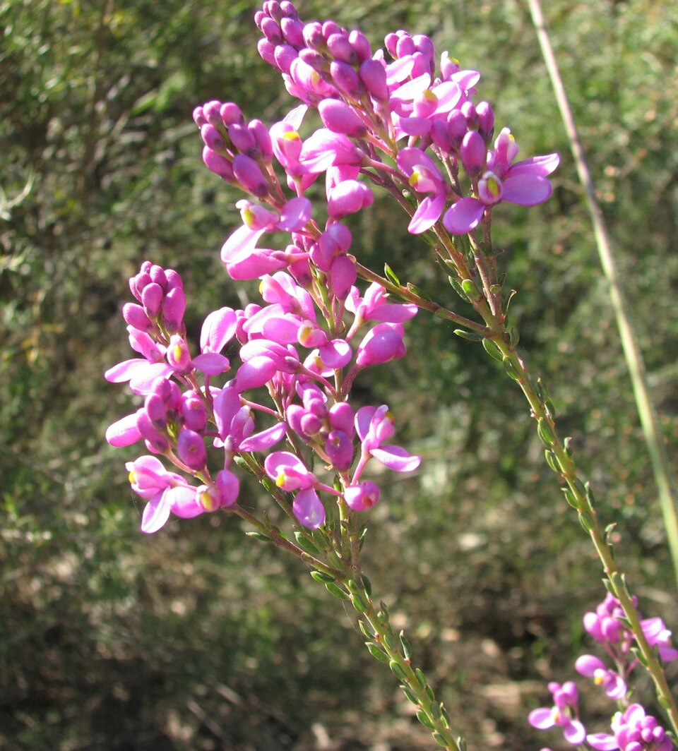 Comesperma ericinum (Pink Matchheads)