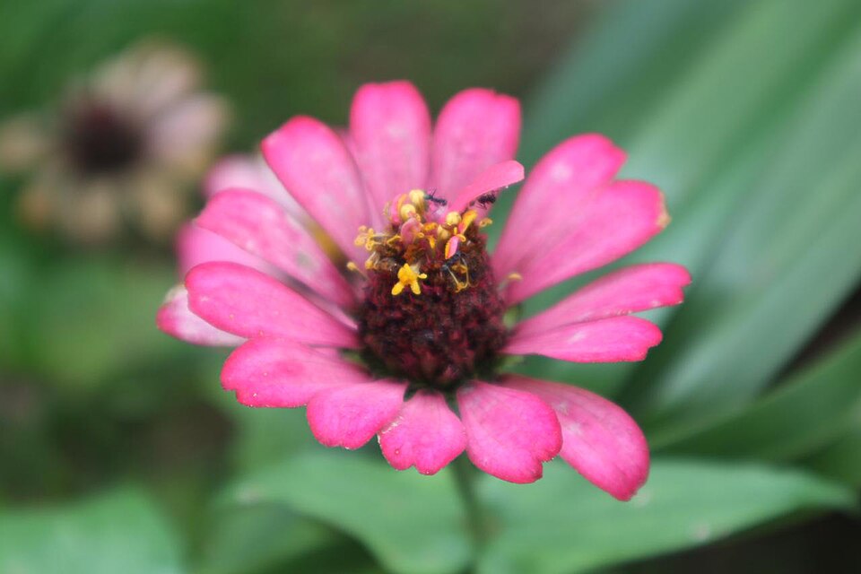 Zinnia (Zinnias)