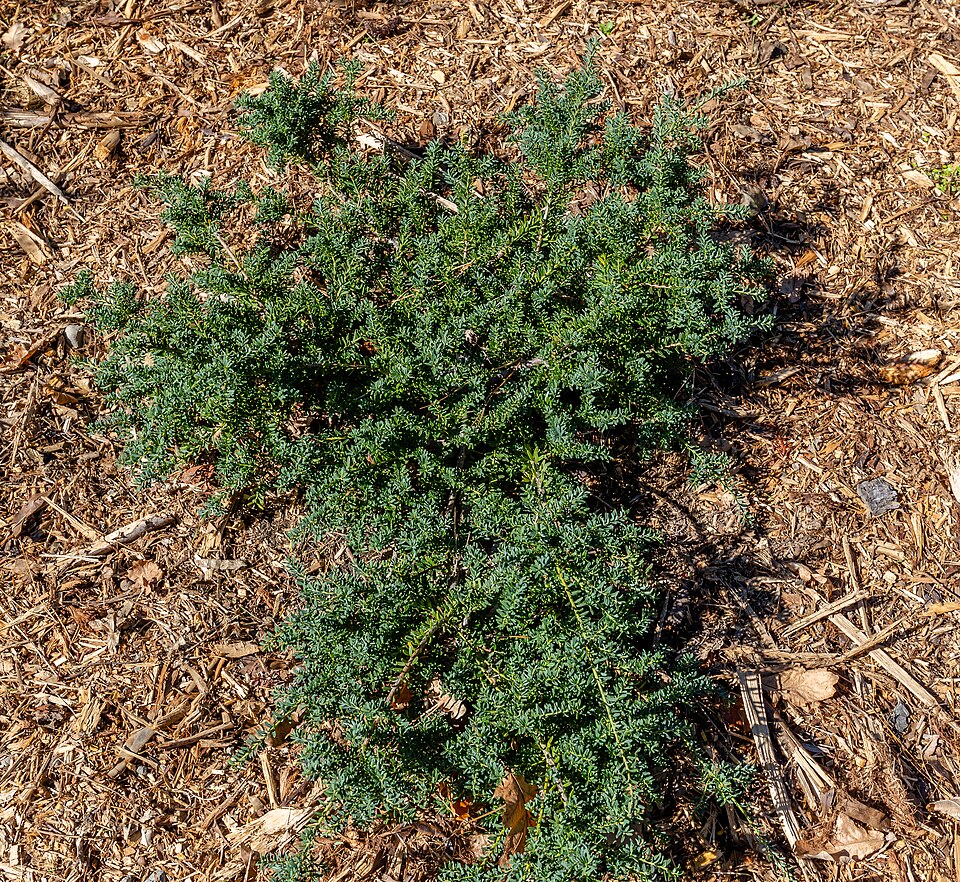Podocarpus lawrencei (Mountain Plum Pine) (alternate view 7)