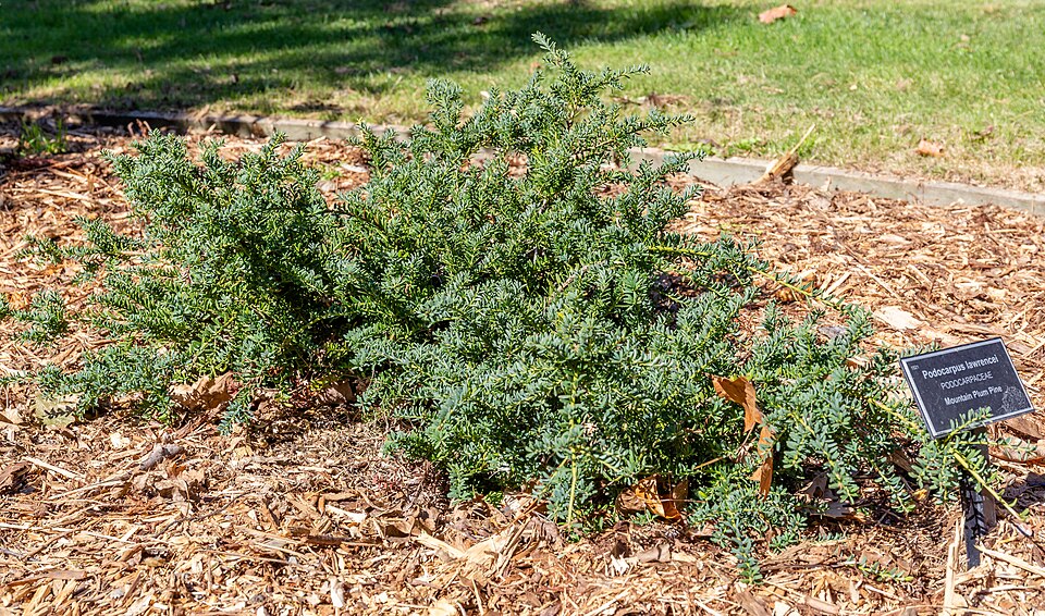 Podocarpus lawrencei (Mountain Plum Pine) (alternate view 8)