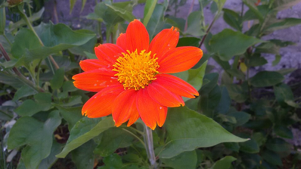 Tithonia (Mexican Sunflowers)