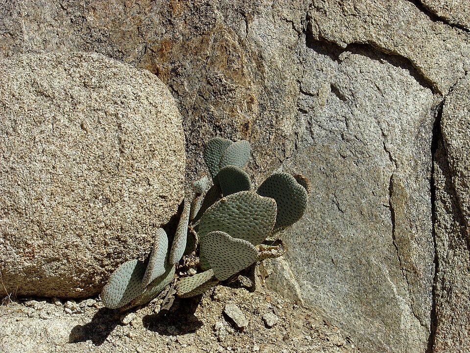 Opuntia basilaris (Beavertail Pricklypear) (alternate view 7)