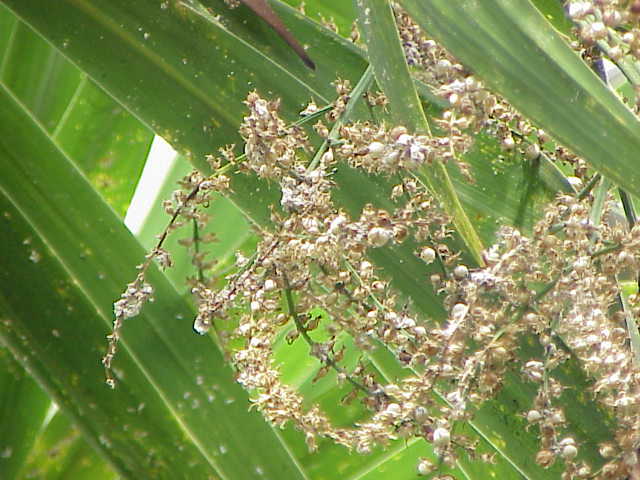 Cordyline stricta (Slender Palm Lily)