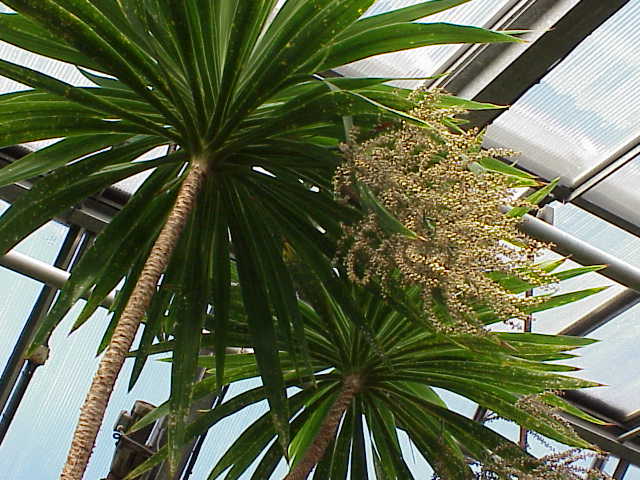 Cordyline stricta (Slender Palm Lily) (alternate view 2)