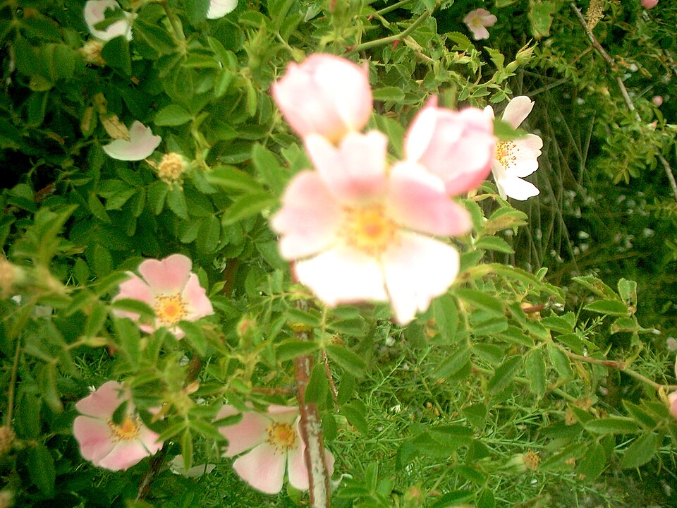Rosa spinosissima (Burnet Rose)