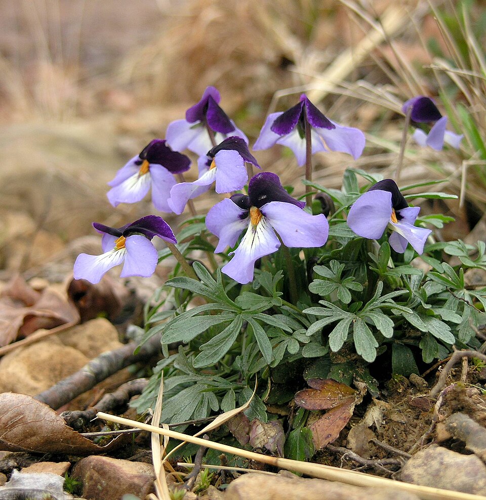 Viola pedata (bird's foot violet) (alternate view 6)