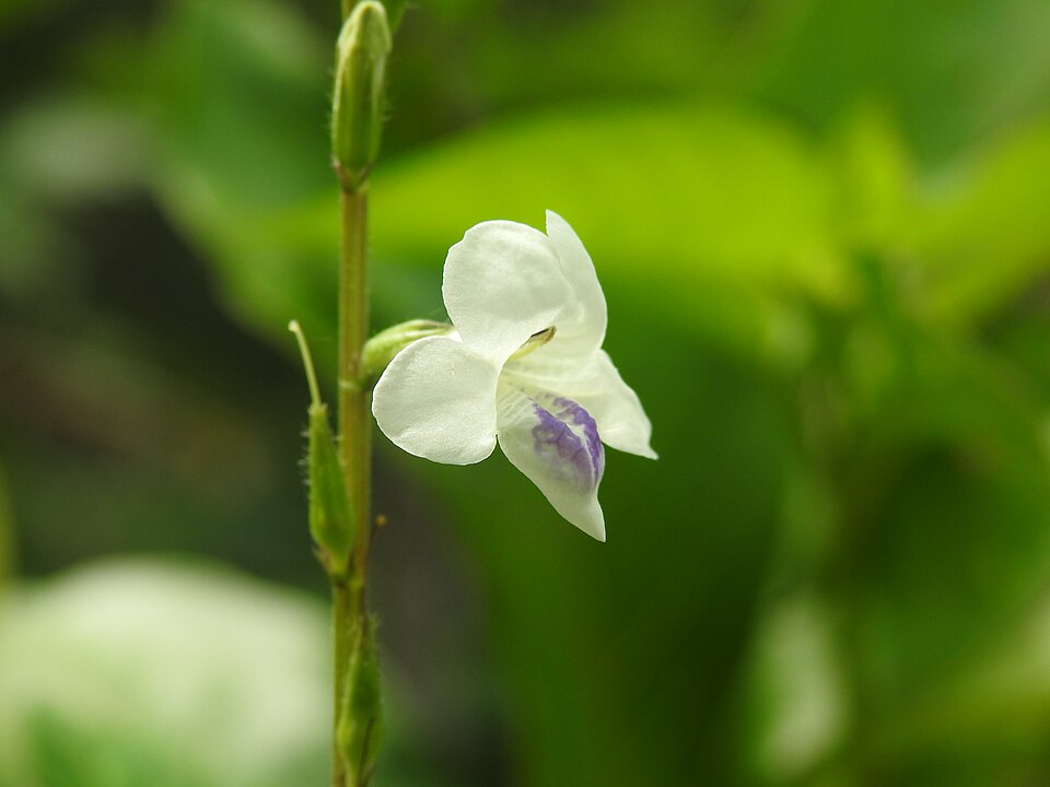 Asystasia (Coromandels) (alternate view 3)