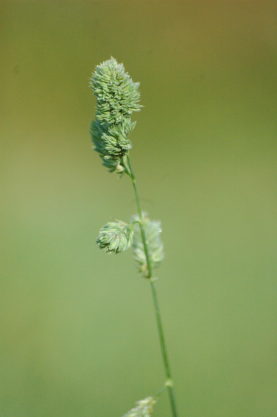 Dactylis glomerata (orchard grass) (alternate view 10)