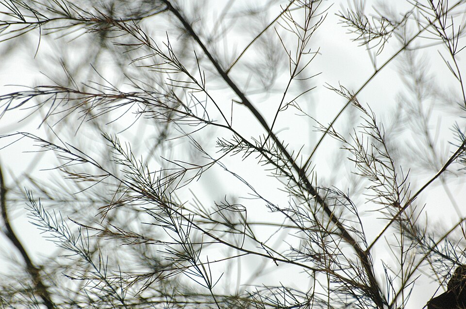 Asparagus officinalis (wild asparagus)