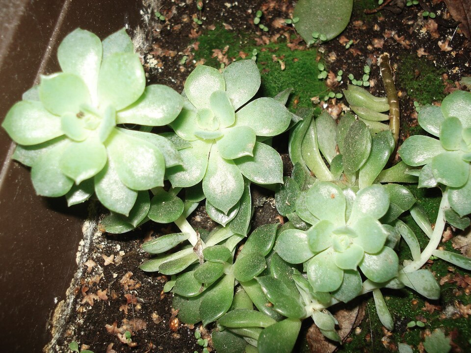 Echeveria elegans (Mexican Gem) (alternate view 5)