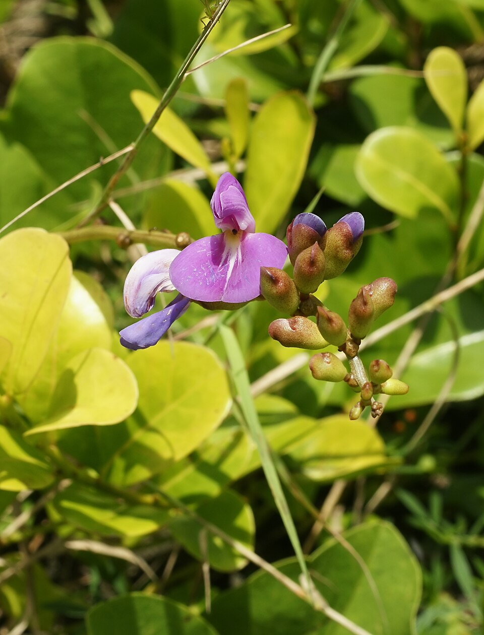 Canavalia rosea (Beach Bean) (alternate view 9)