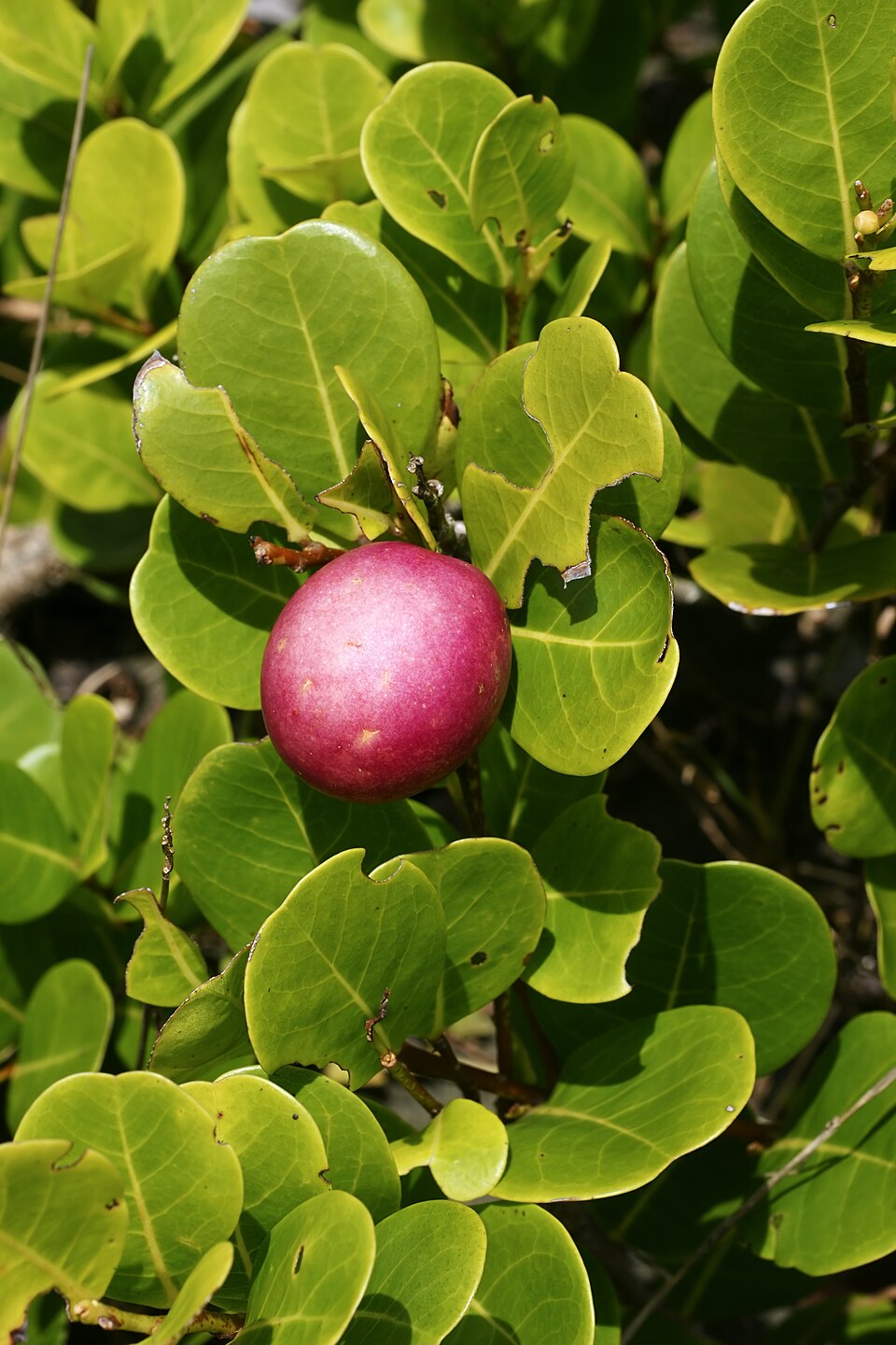 Chrysobalanus icaco (Cocoplum) (alternate view 7)